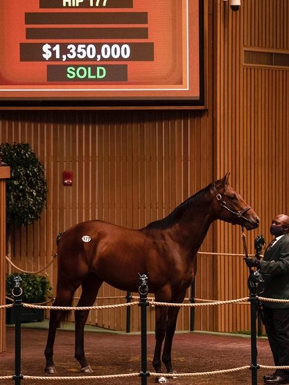 $1.35 million | Hip 177 colt o/o Superioritycomplex (IRE) | Purchased by Winchell Thoroughbreds | Keeneland September 2021 | Spendthrift Farm Photo