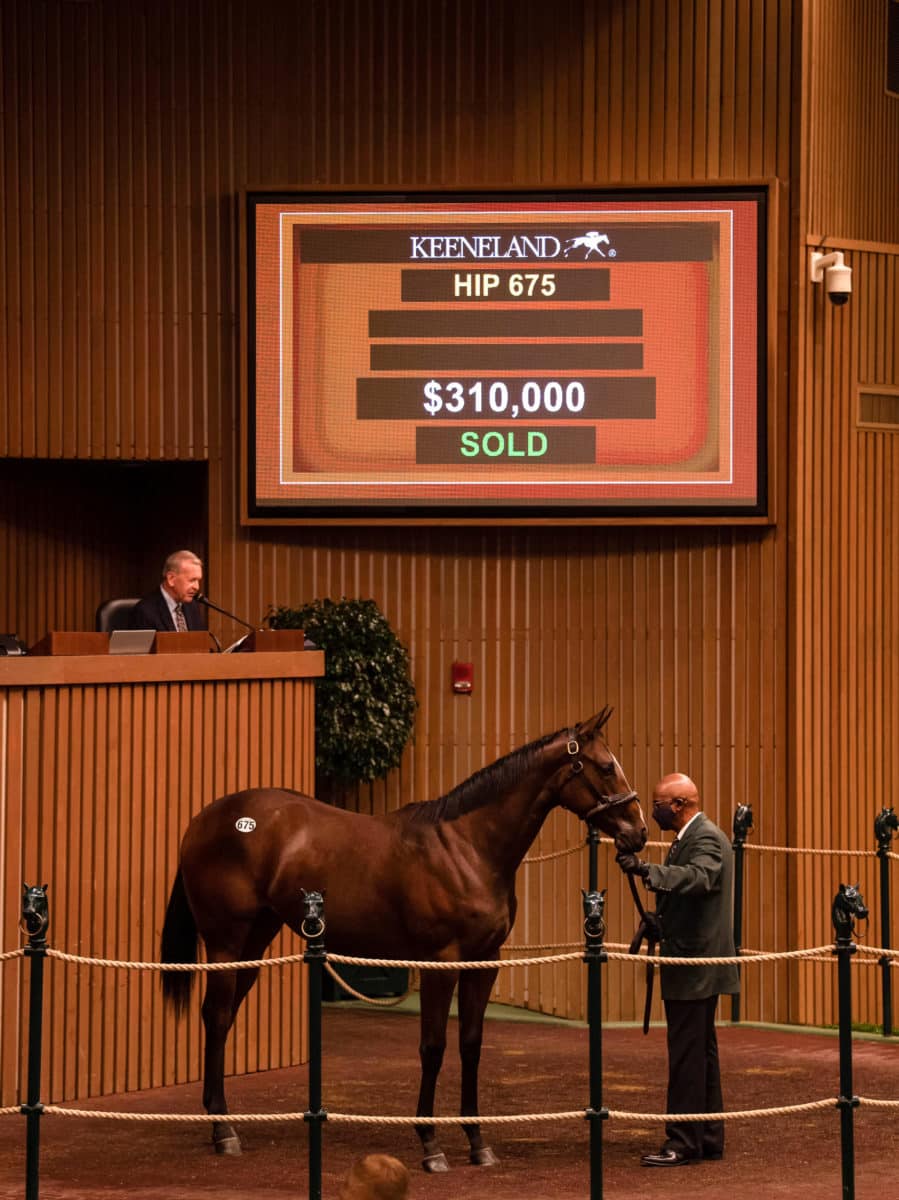 $310,000 | Hip 675 filly o/o Danzig Girl | Purchased by White Birch Farm | Keeneland September 2021 | Spendthrift Farm Photo