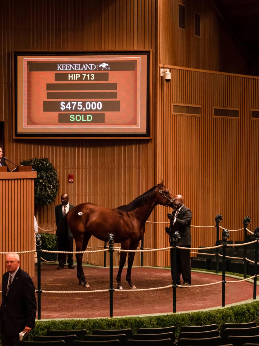 $475,000 | Hip 713 colt o/o Gentle Humor | Purchased by William K. Warren, Jr. | Keeneland September 2021 | Spendthrift Farm Photo