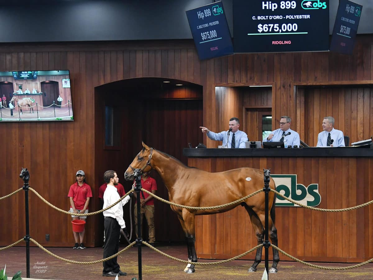 $675,000 colt at OBSAPR | Hip 899 o/o Polyester | Purchased by Ellman, Plesa, Glassman, E. Plesa, Agent | Judit Seipert photo