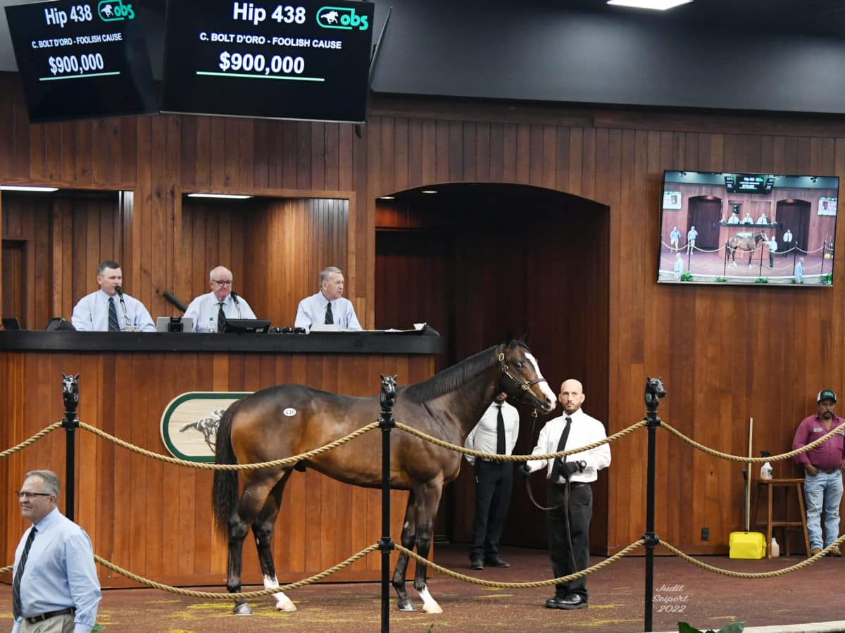 $900,000 colt | Highest 2yo by a freshman sire at 2022 OBSMAR | Hip 438 o/o Foolish Pleasure | Purchased by Hideyuki Mori | Judit Seipert photo