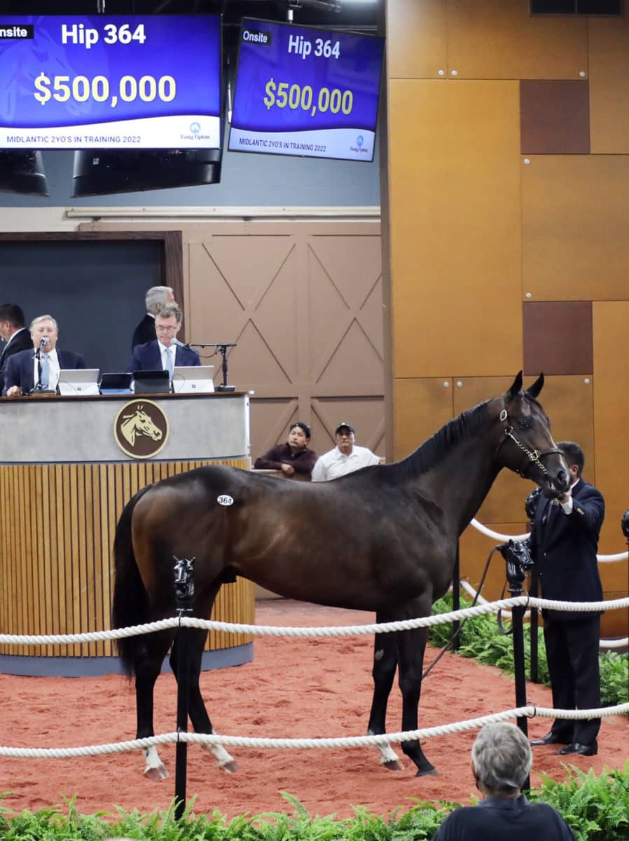 $500,000 colt | 2022 F-T Midlantic | Hip 364 o/o Forever Discreet (Aus) | Purchased by David & Holly Wilson | Z photo