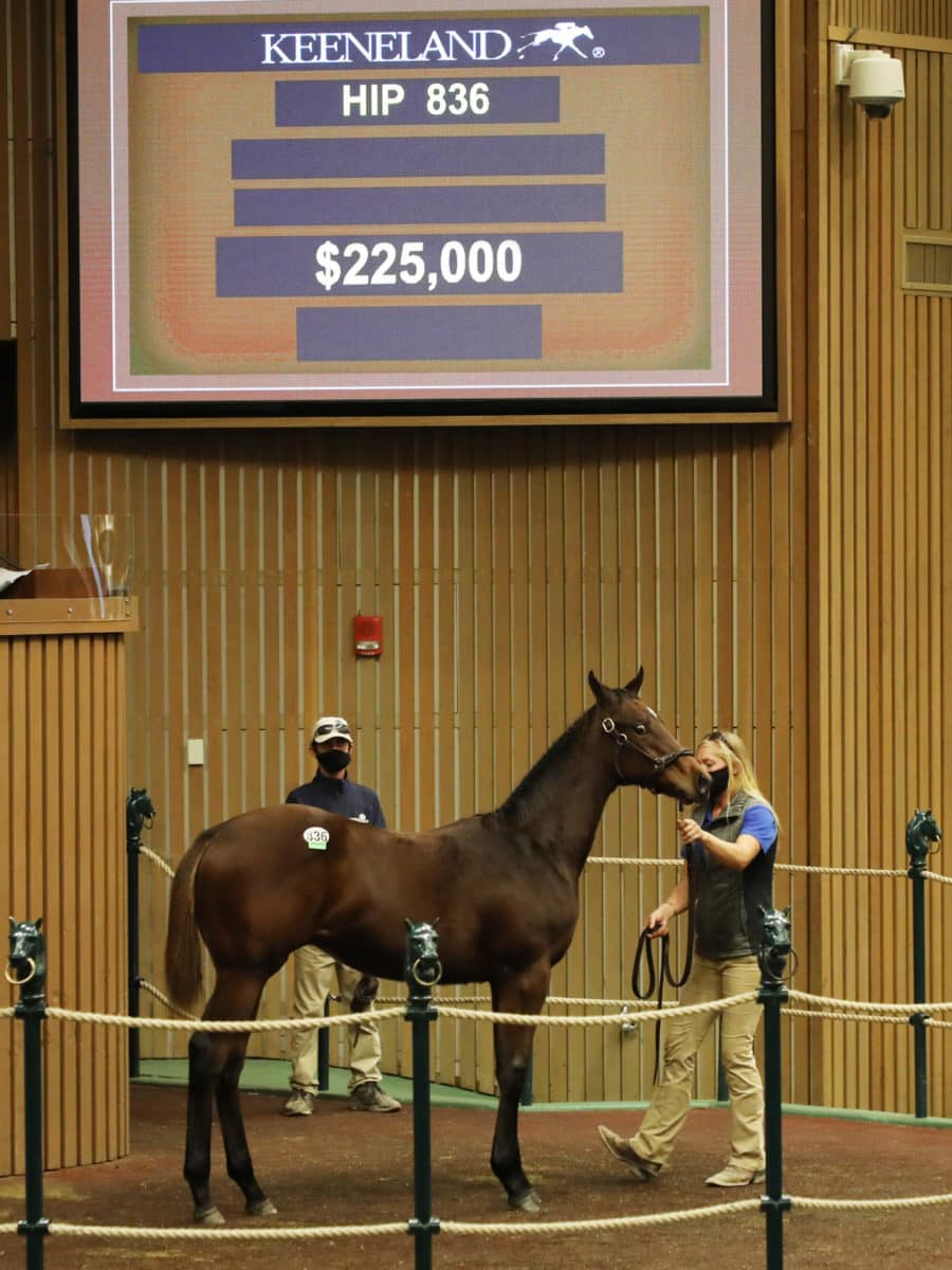 $225,000 Colt | Hip 836 | 2020 KEENOV | Z photo