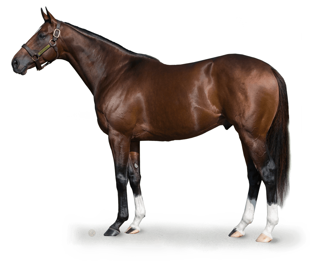 Brody's Cause - Thoroughbred Stallion at Spendthrift Farm, KY