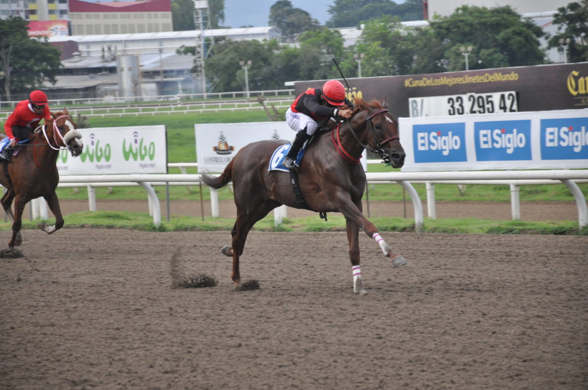 Capocostello 2018 Clascio Familia Fernandez Stakes