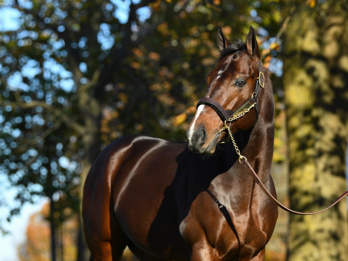 Bolt d'Oro | Spendthrift Farm 2018 | Autry Graham Photo