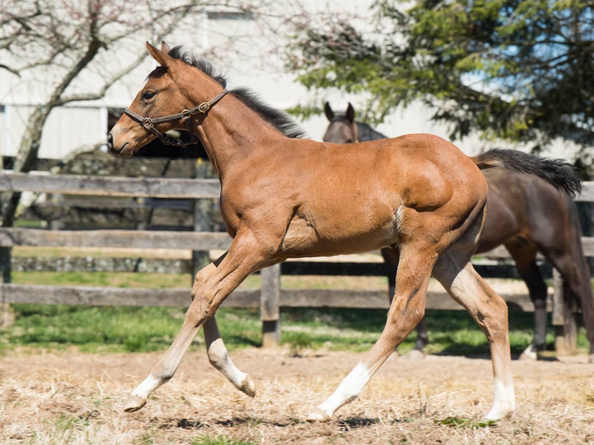 Anandi Filly | Bred by Zent Farm | Spendthrift Farm Photo