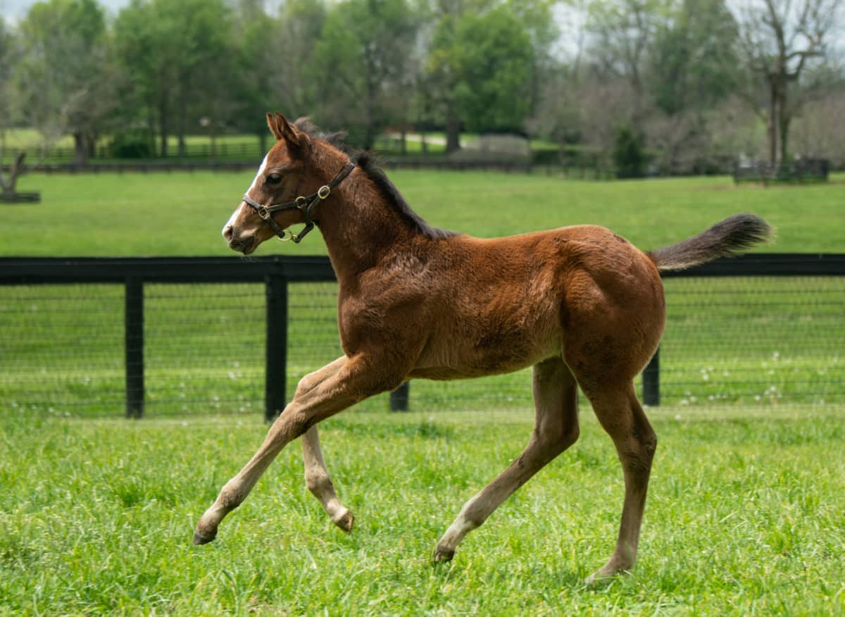 Gottahaveadream 20 colt | Pictured at 47 days old | Photo by Spendthrift Farm / Autry Graham