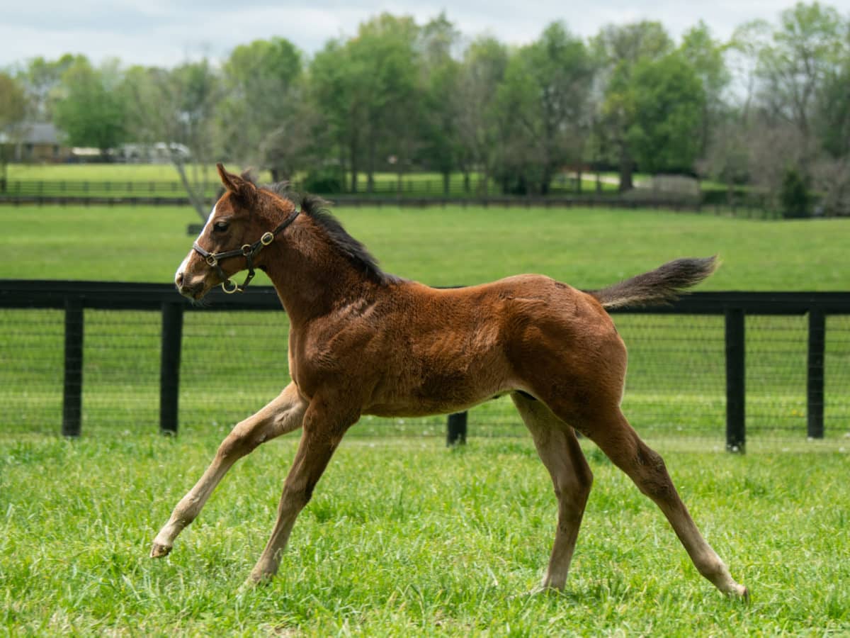 Gottahaveadream 20 colt | Pictured at 47 days old | Photo by Spendthrift Farm / Autry Graham