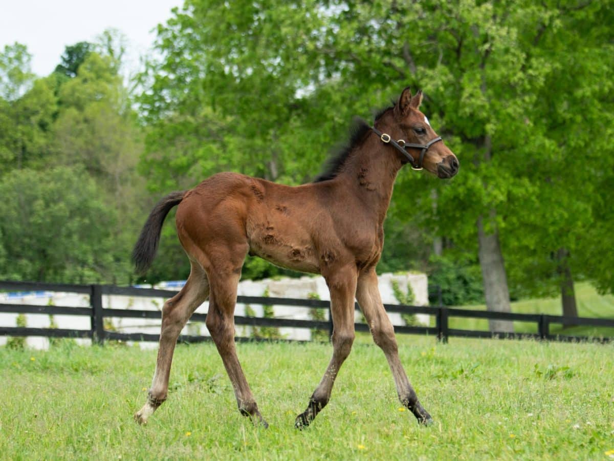 Queen of May 20 colt | Pictured at 28 days old | Bred by Twin Creeks Farm | Photo by Spendthrift Farm/ Autry Graham