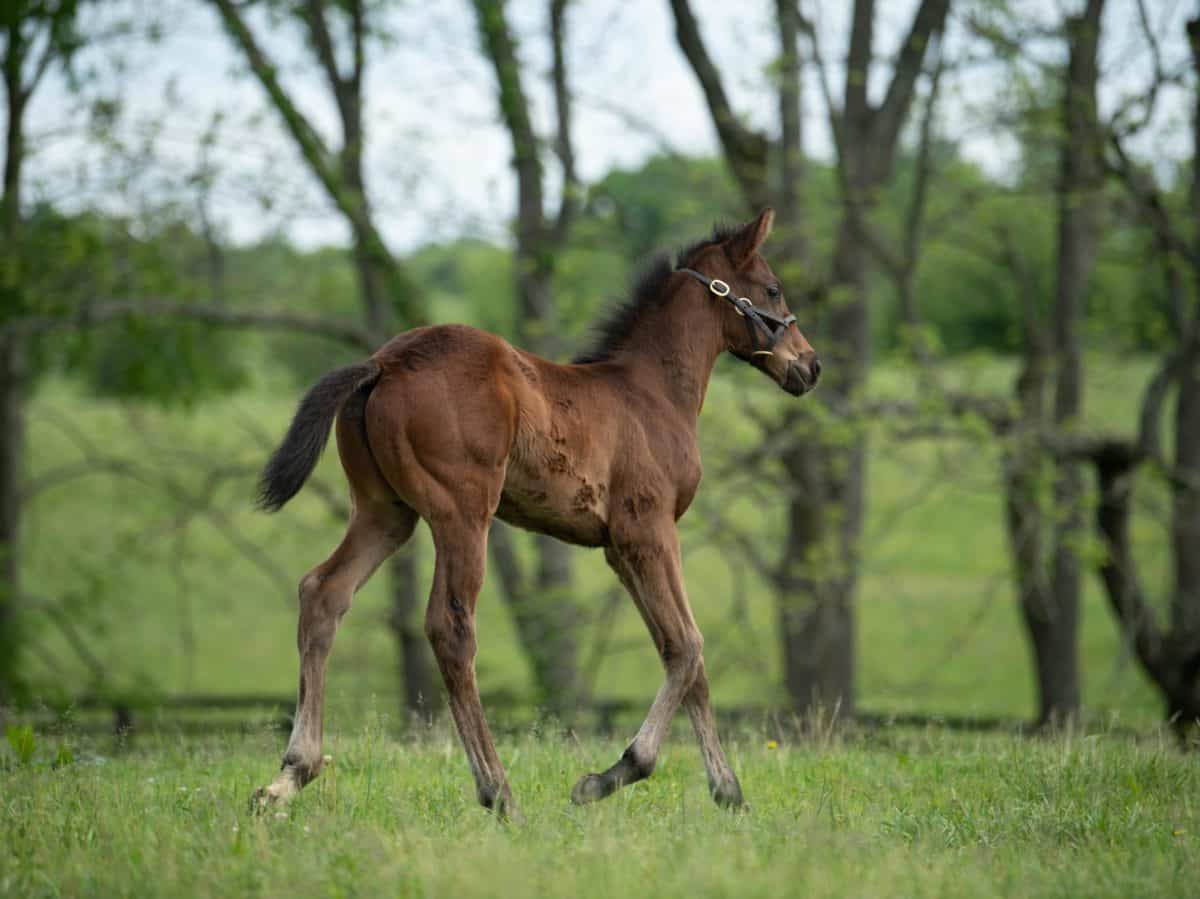 Queen of May 20 colt | Pictured at 28 days old | Bred by Twin Creeks Farm | Photo by Spendthrift Farm/ Autry Graham