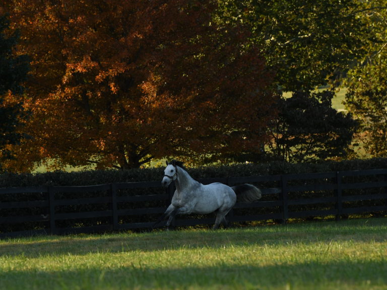 Cross Traffic | 2019 Paddock | Autry Graham photo