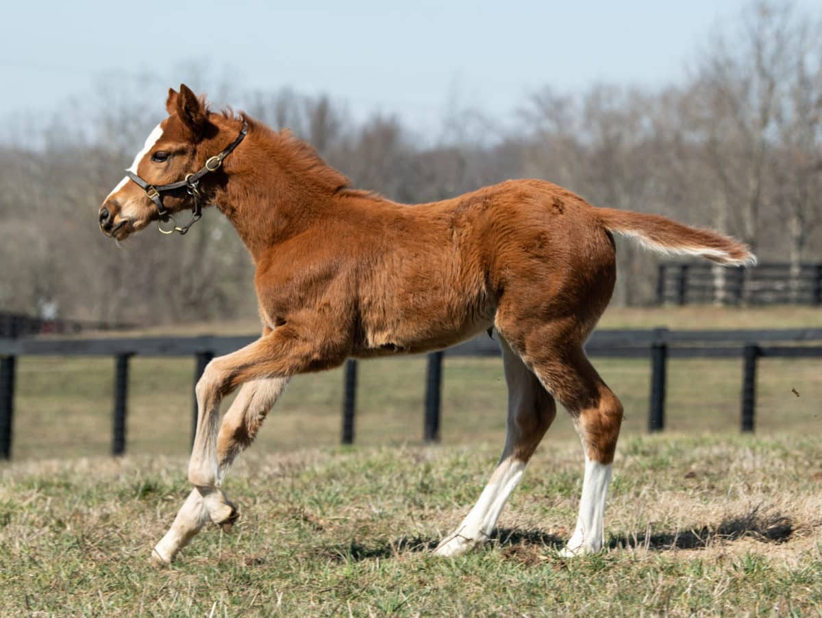 Sweet Diva 20 filly | Pictured at 1 month old, bred by Heaven Trees Farm | Spendthrift / Autry Graham Photo