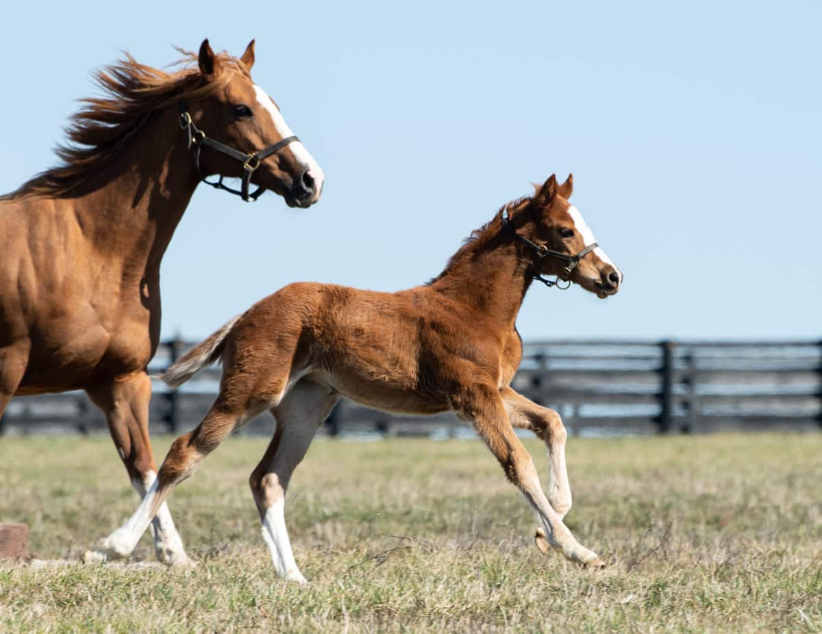 Sweet Diva 20 filly | Pictured at 1 month old, bred by Heaven Trees Farm | Spendthrift / Autry Graham Photo