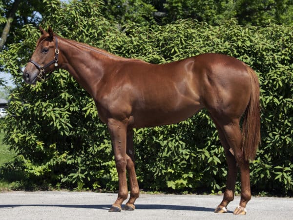 Malibu Cove 18 filly | Spendthrift Farm / Autry Graham Photo