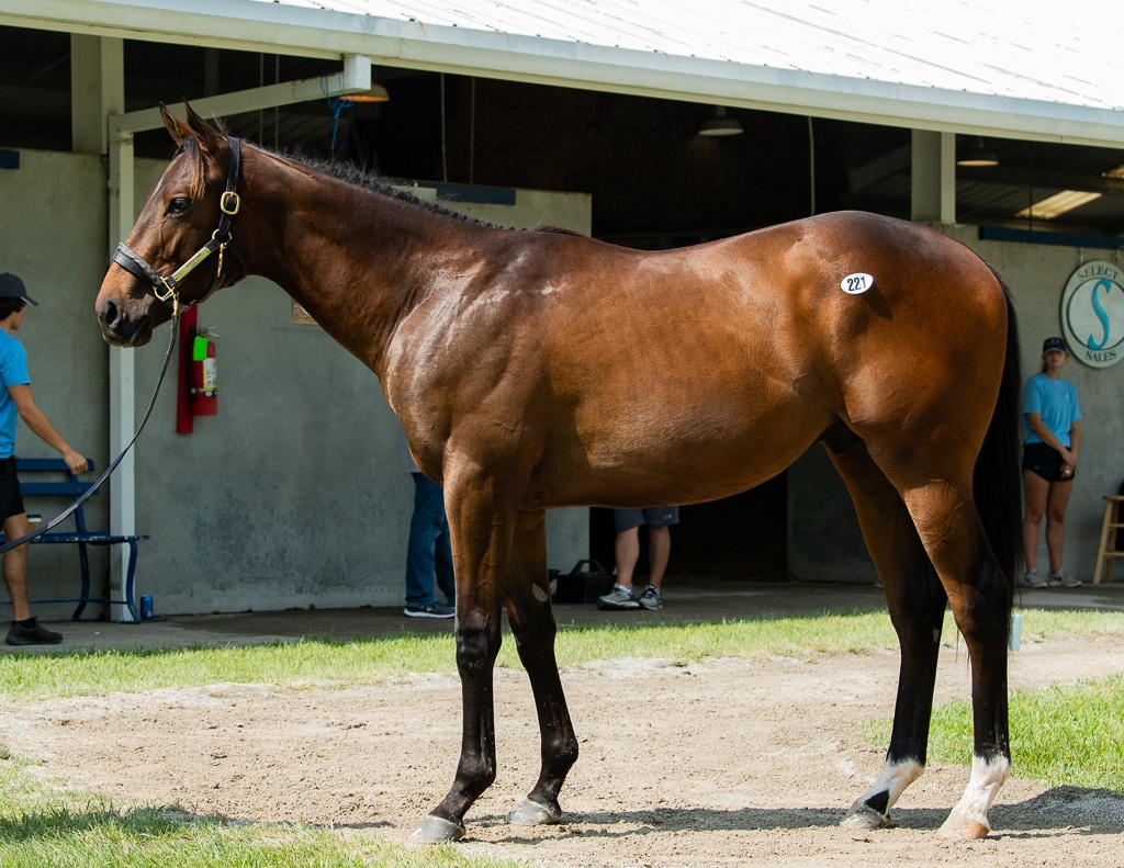Hip 221 Gayatri colt by BRODY'S CAUSE | Fasig-Tipton July 2019 | Spendthrift Farm / Autry Graham Photo
