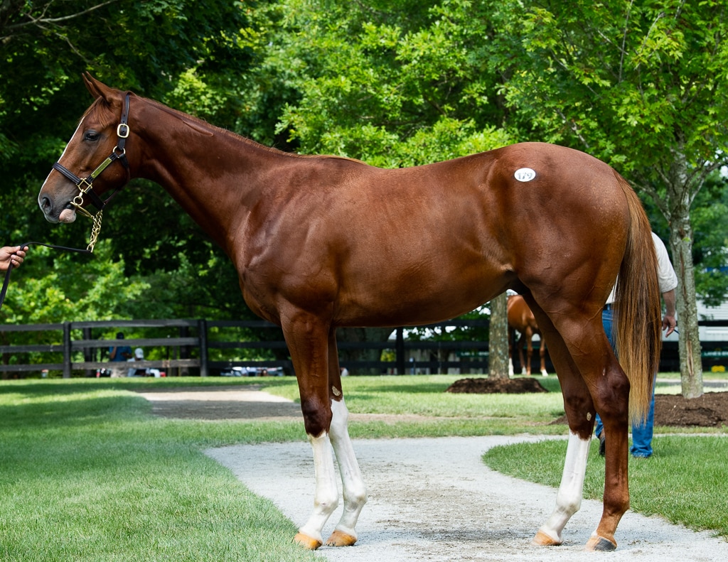 Hip 179 City Gone Wild by BRODY'S CAUSE | Fasig-Tipton July 2019 | Spendthrift Farm / Autry Graham Photo