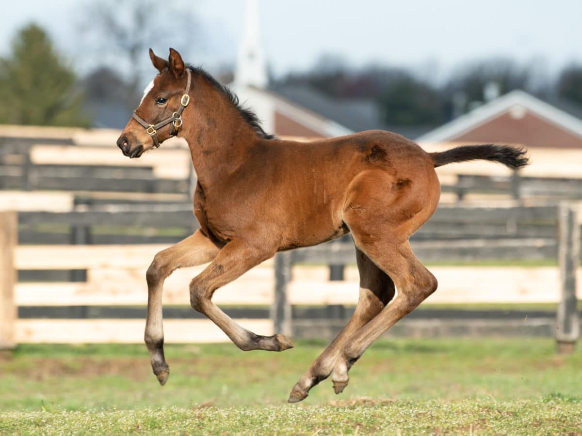 Scorpio Queen filly pictured at 26 days old | Bred by Spendthrift Farm | Spendthrift Farm / Autry Graham Photo