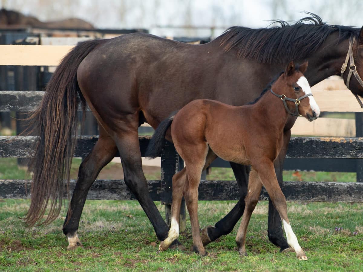 Cedar Summer filly pictured at 15 days old | Bred by Spendthrift Farm | Spendthrift Farm / Autry Graham Photo
