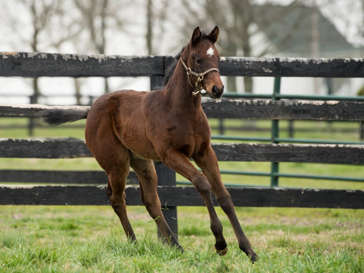 Rainbow Bridge filly pictured at 22 days old | Bred by Wen-Mick Thoroughbreds | Spendthrift Farm / Autry Graham photo