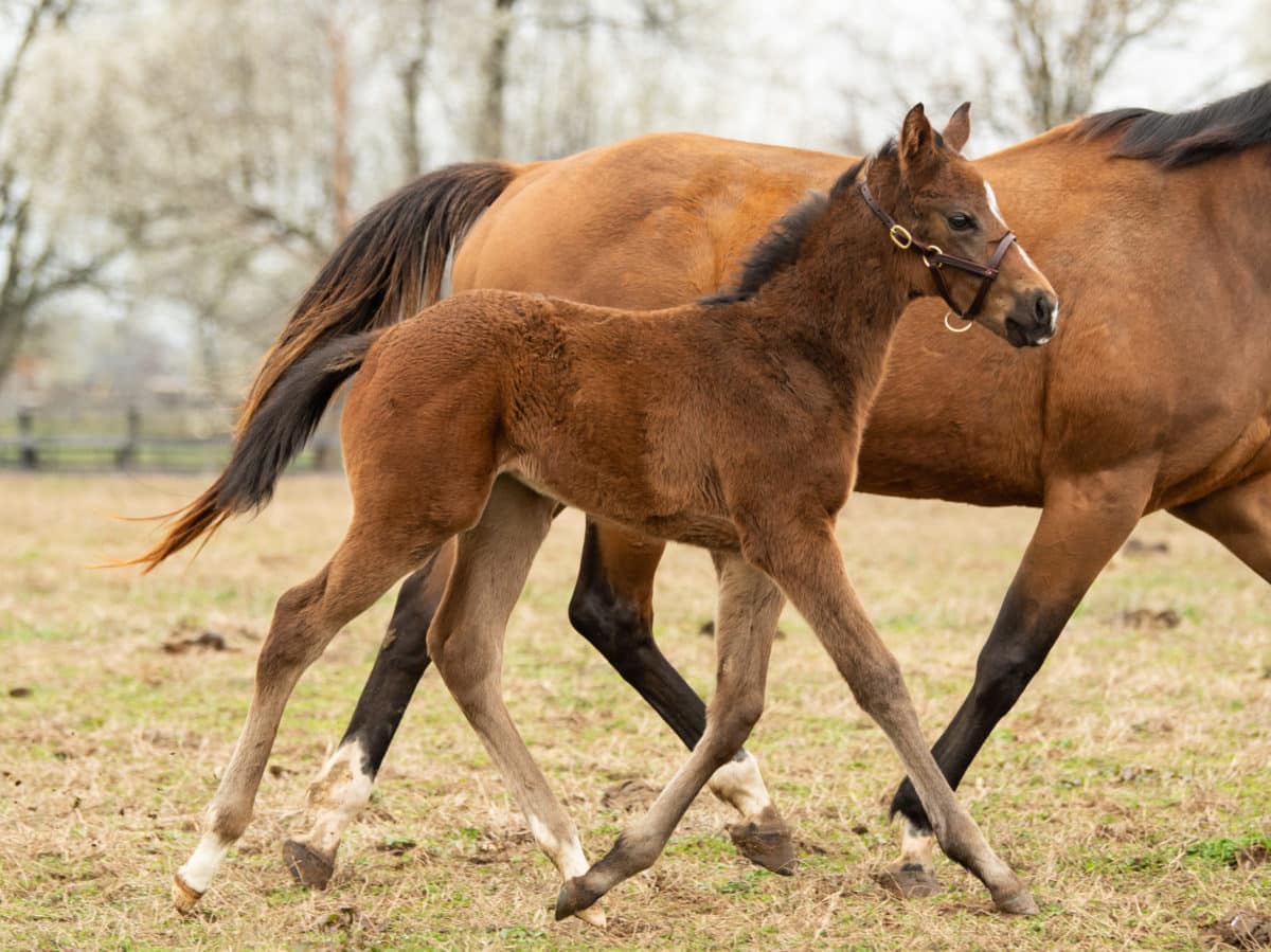 Money Madness colt pictured at 30 days | Bred by Polo Green | Spendthrift Farm / Autry Graham Photo