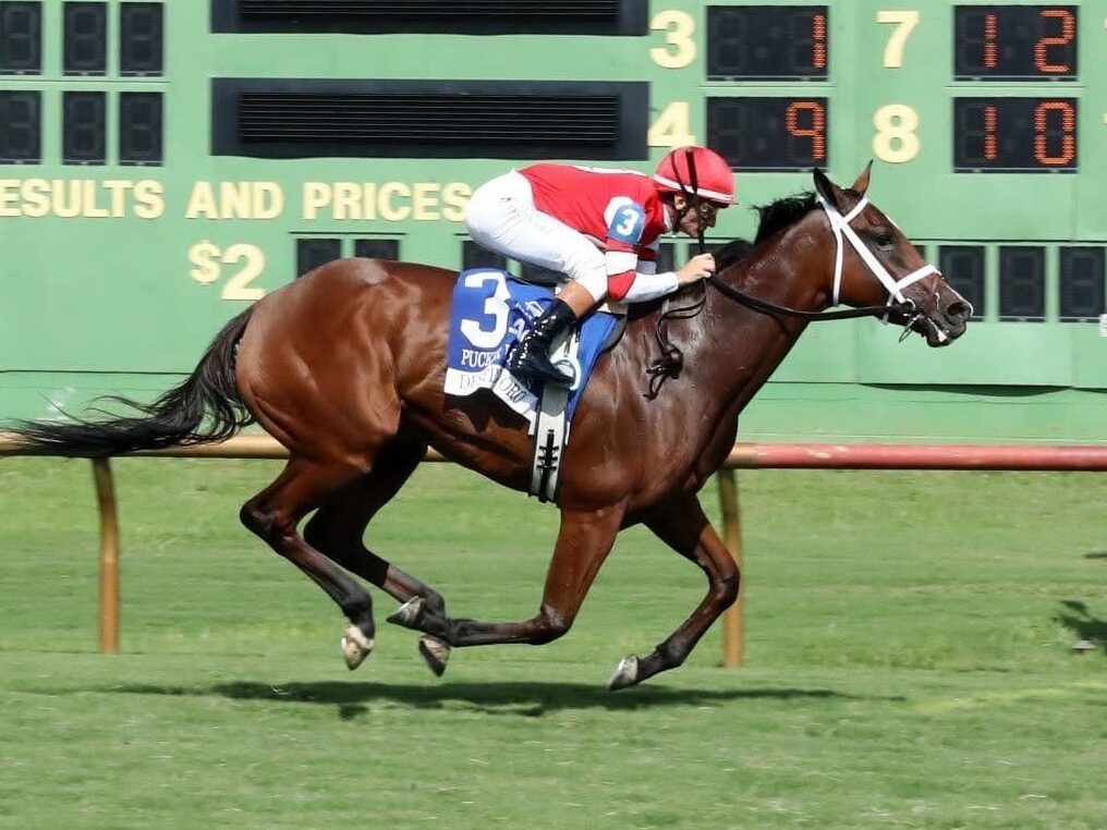 3yo filly Destino d'Oro wins the 2025 Pucker Up S. (G3) at Ellis Park | Coady photo