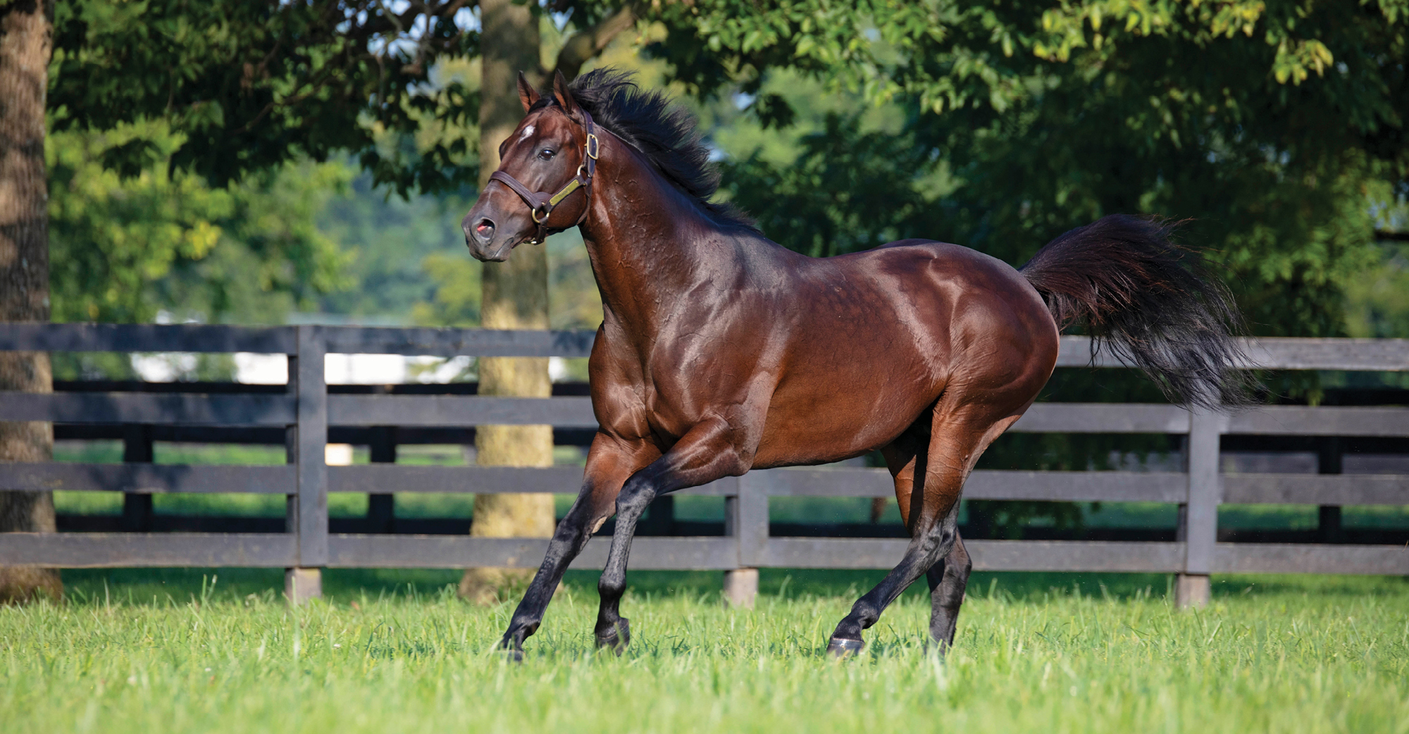 https://www.spendthriftfarm.com/wp-content/uploads/2018/11/Dominus-1.jpg