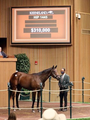 $310,000 | Hip 1445 filly o/o Dazzletown | Purchased by BDR IV & West Point | Keeneland September 2021 | Photos by Z