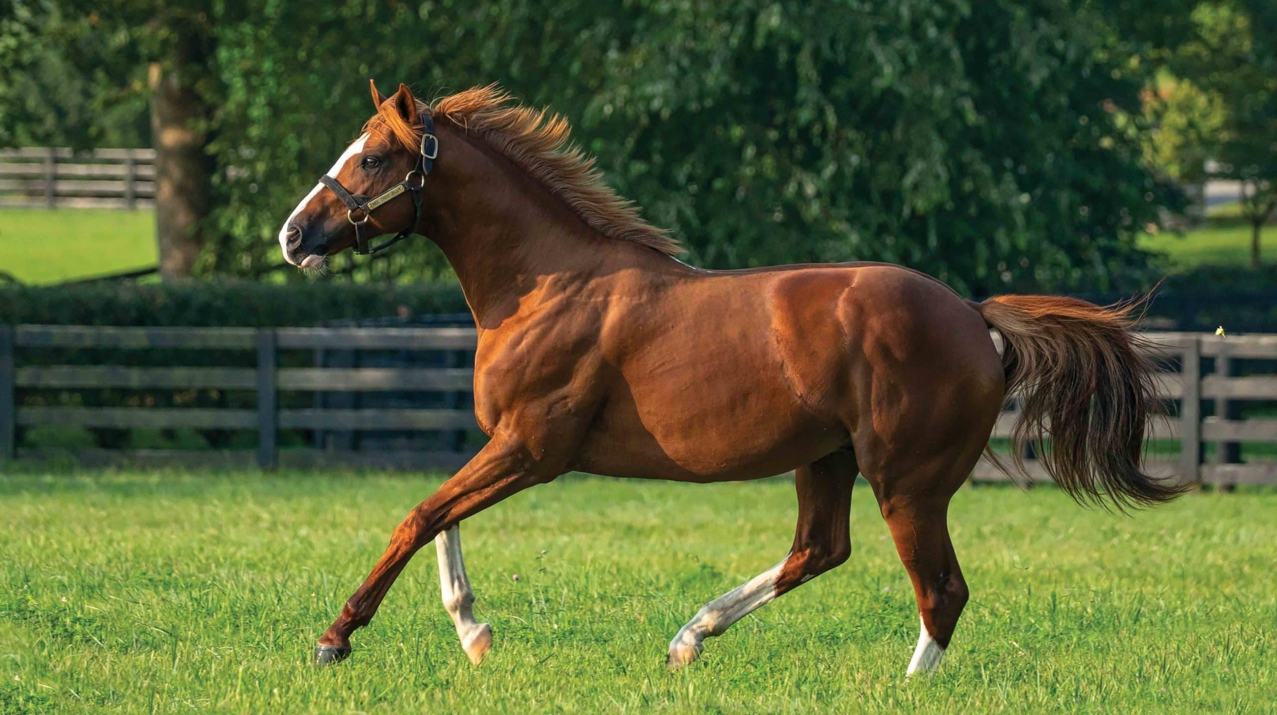 Free Drop Billy Thoroughbred Stallion At Spendthrift Farm Ky