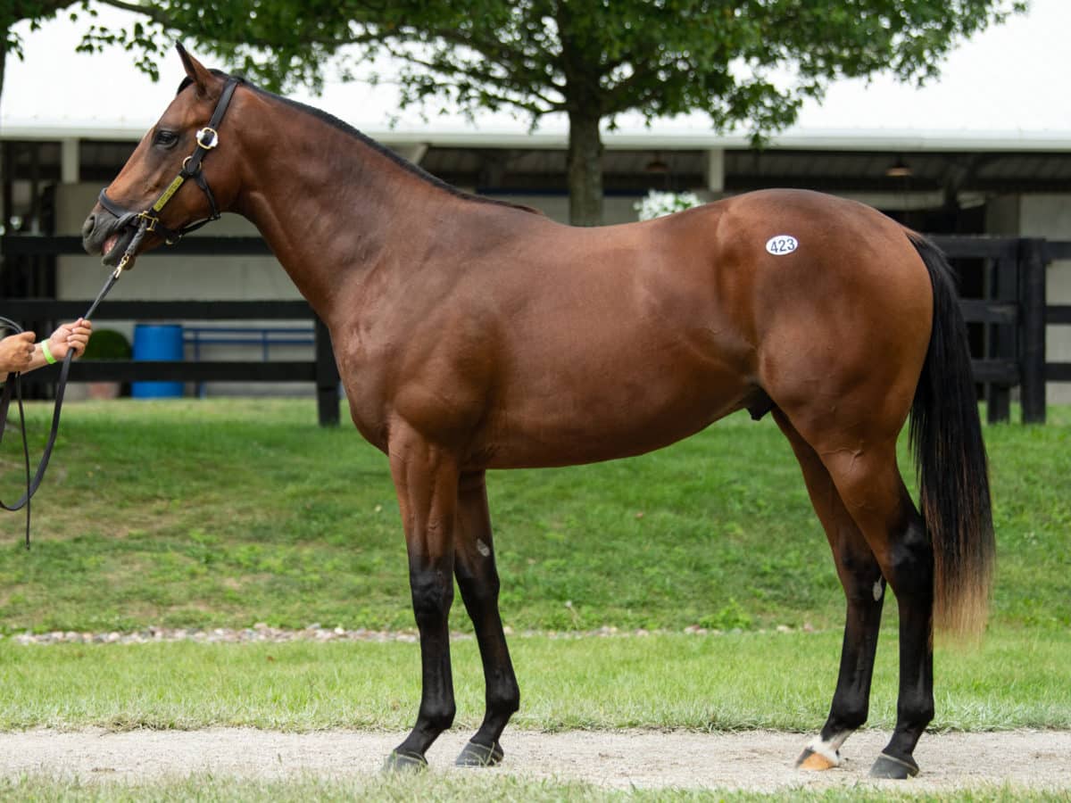 $330,000 | Hip 423 colt o/o Tiz The Key | Fasig-Tipton Select Yearling Sale 2020 | Purchased by Ken McPeak