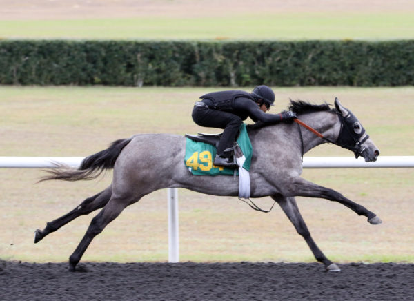 Hip 494 $125,000 filly | 2019 OBS March | Photo by Z