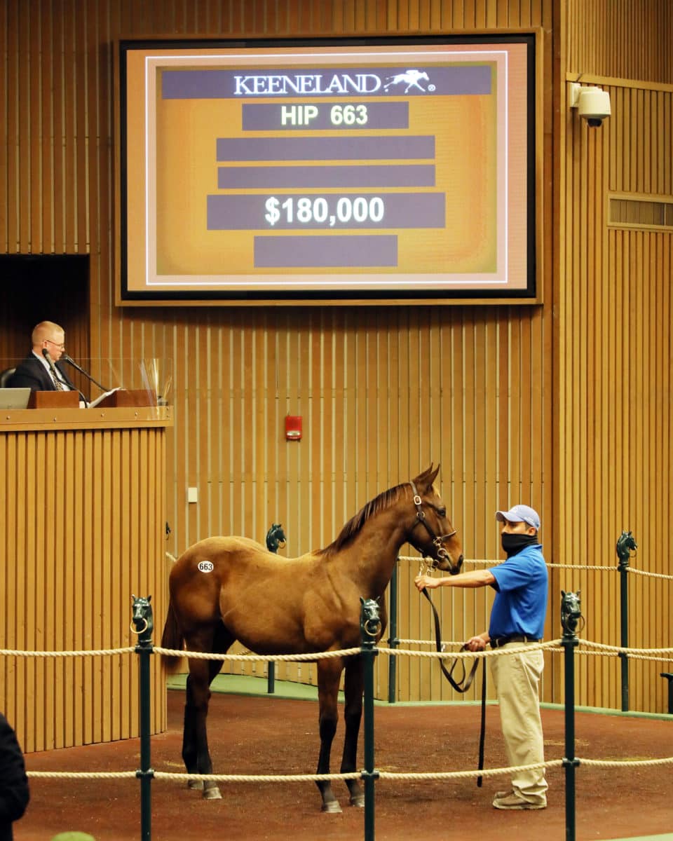 Hip 663 colt o/o Tumultuous | $180,000 2020 Keeneland November Sale