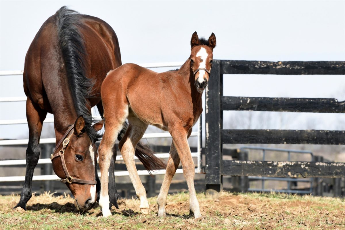 2018 filly o/o Pleasant Apsect