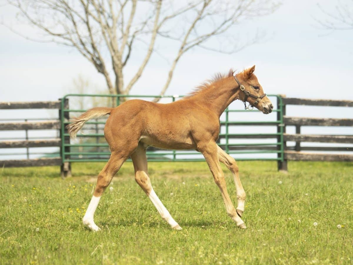 How Nice 20 filly | Pictured at 40 days old | Bred by Heaven Trees Farm | Photo by Spendthrift Farm / Autry Graham