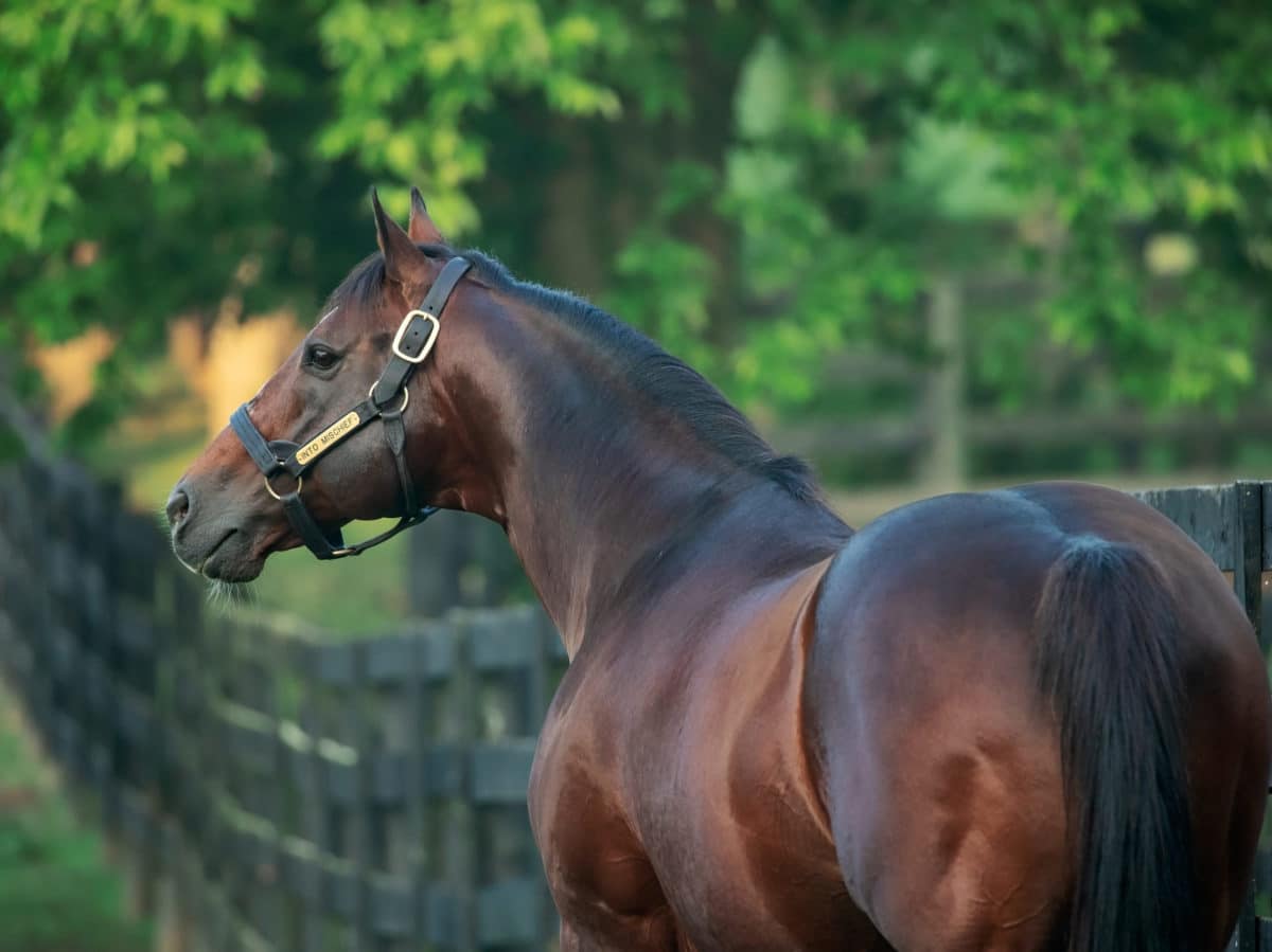 Into Mischief | 2019 Paddock | Coyle photo