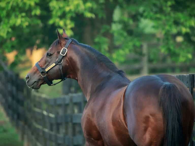 Into Mischief | 2019 Paddock | Coyle photo