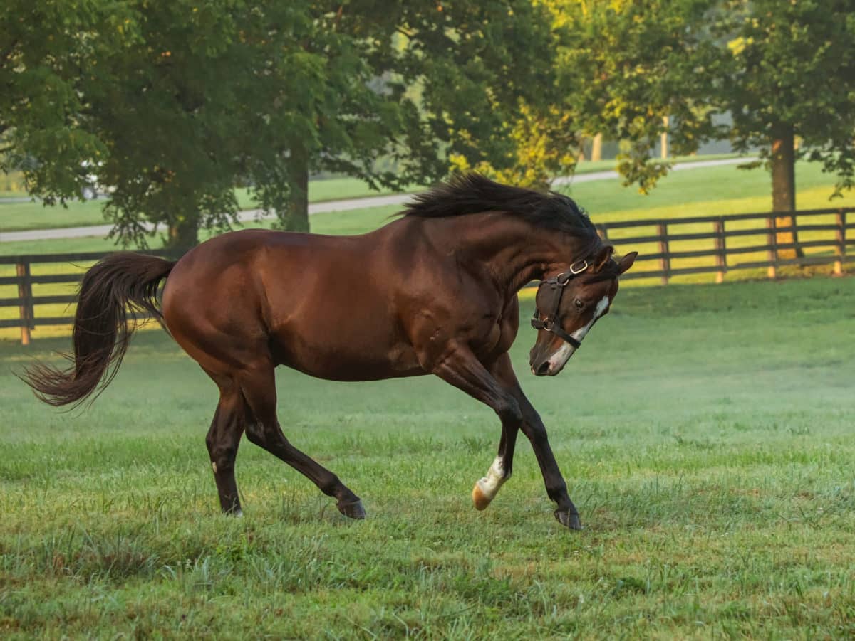 Into Mischief | 2019 Paddock | Coyle photo