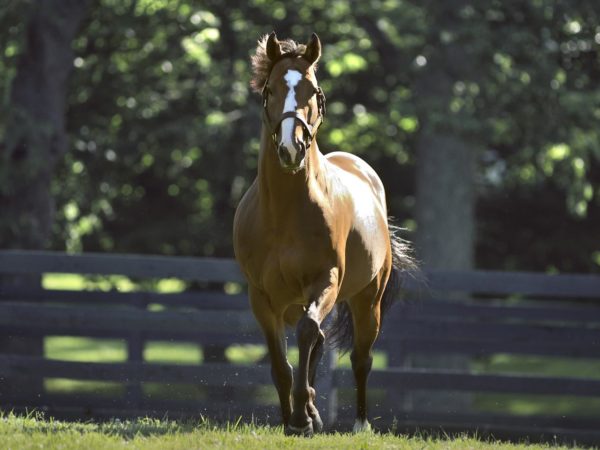 Into Mischief | Paddock 2014 | Barbara Livingston Photo