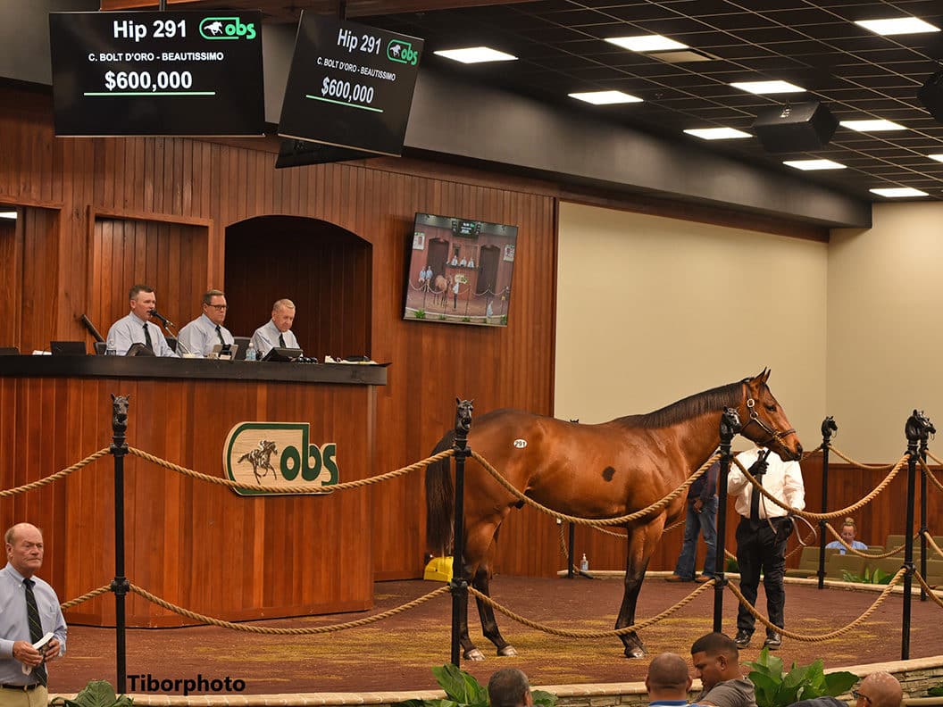 $600,000 colt at OBSMAR | Hip 291 o/o Beautissimo | Purchased by K S I | Tibor Photo