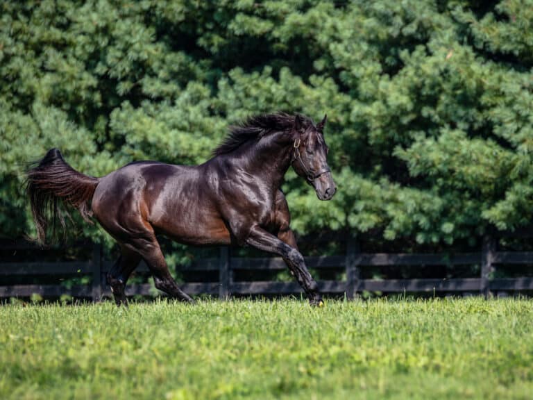 Temple City | 2018 Paddock | Lightshape photo