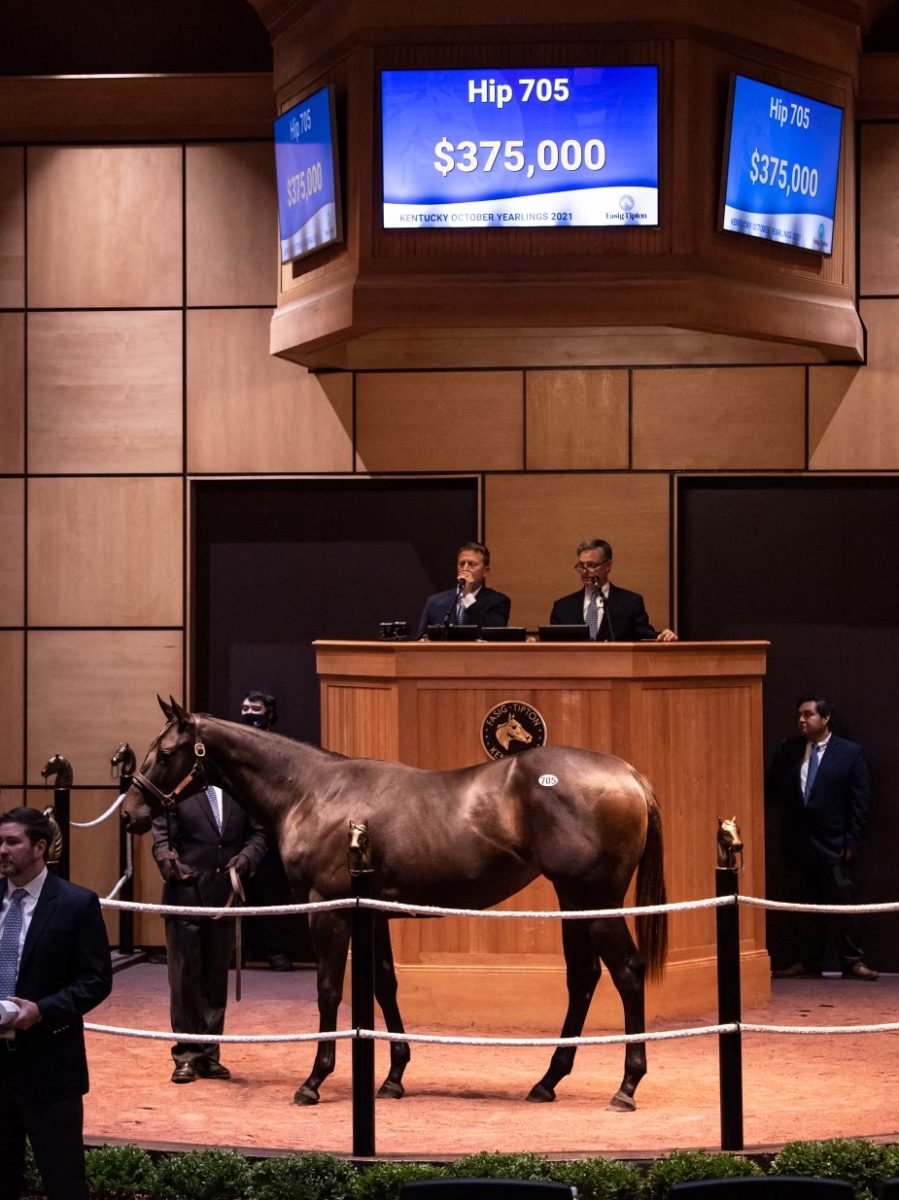 $375,000 colt o/o Urloveisasymphony | Purchased by St. Elias Stables | Bred by Deann & Greg Baer | F-T October 2021 | Spendthrift Farm Photo