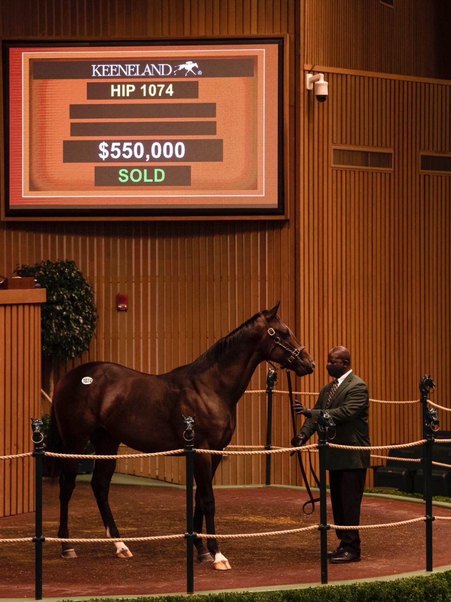 $550,000 | Hip 1074 colt o/o Frank's Hope | KEESEP 2021 | Purchased by West Bloodstock for Repole Stables | Spendthrift Farm Photo