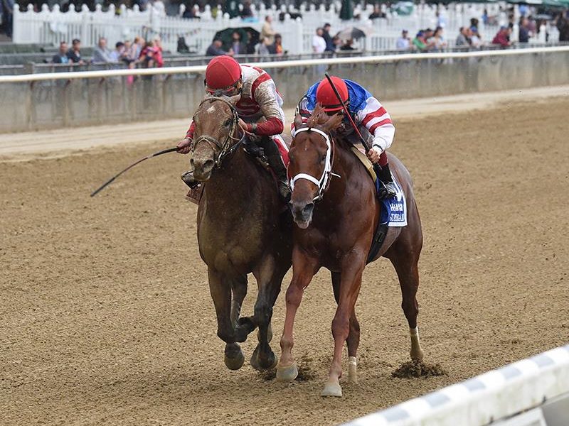 Into Mischief Thoroughbred Stallion at Spendthrift Farm, KY