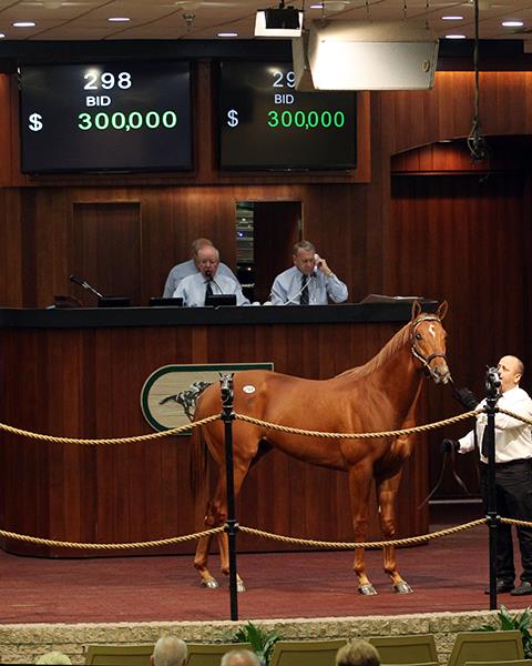 Hip 298 $300,000 colt | OBS March 2YO's | Photos by Z