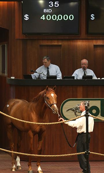 Hip 35 $400,000 colt | OBS 2YO's | Photos by Z