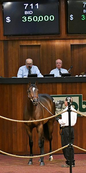 Hip 711 $350,000 filly | OBS Spring 2YO's | Photos by Z