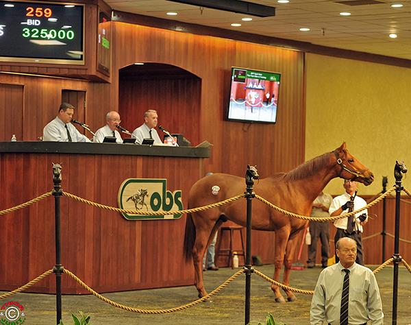 Hip 259 $325,000 colt | OBS April 2YO