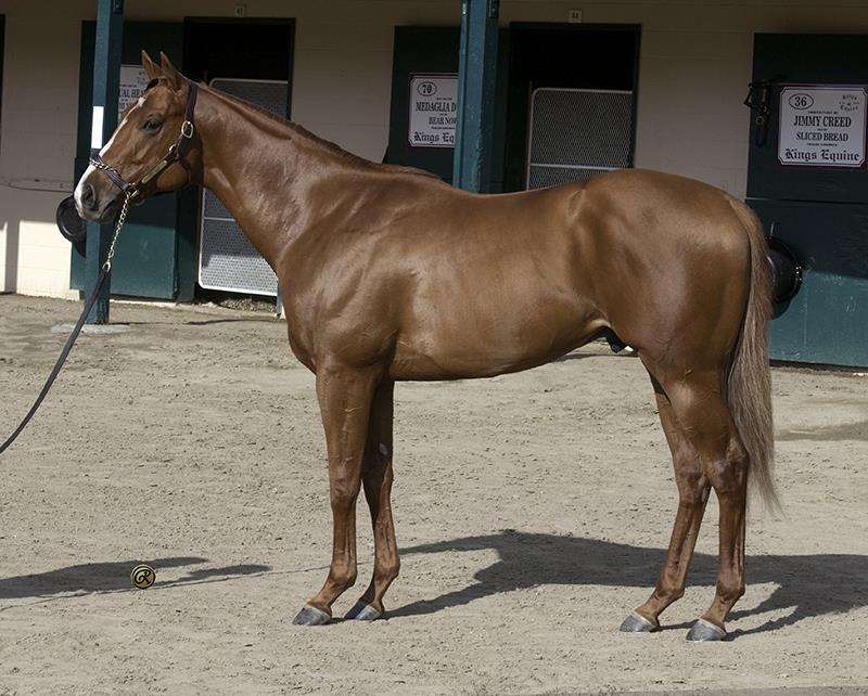 Hip 36 $140,000 colt | Barretts March 2YO