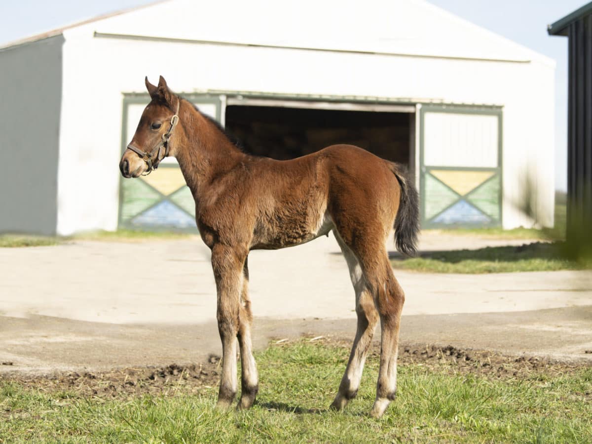 Silly Little Momma 20 filly | Bred by Scott Pierce | Photo by Spendthrift Farm / Autry Graham