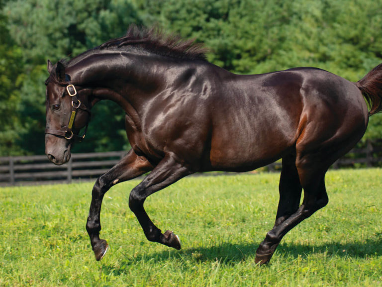Temple City | 2018 Paddock | Lightshape photo